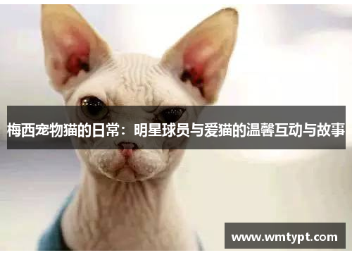 梅西宠物猫的日常：明星球员与爱猫的温馨互动与故事